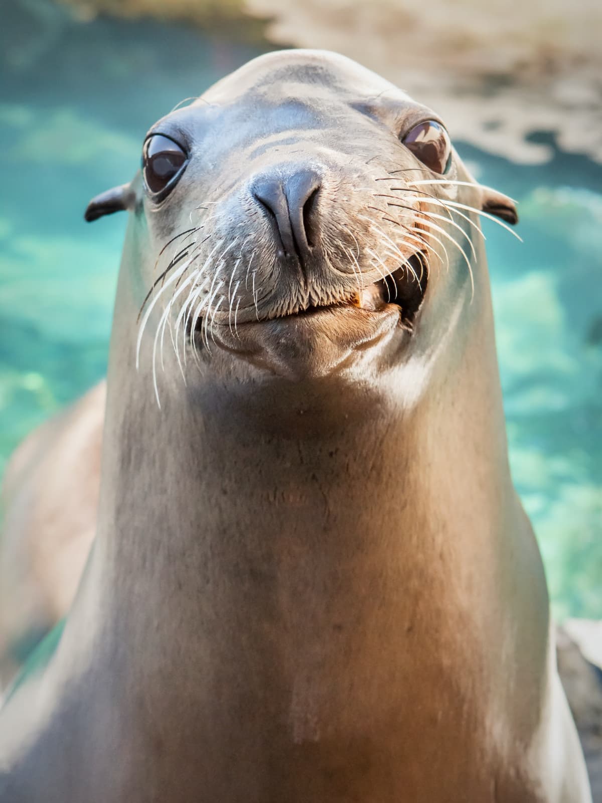 Skip The Line Ticket - Aquarium of the Pacific