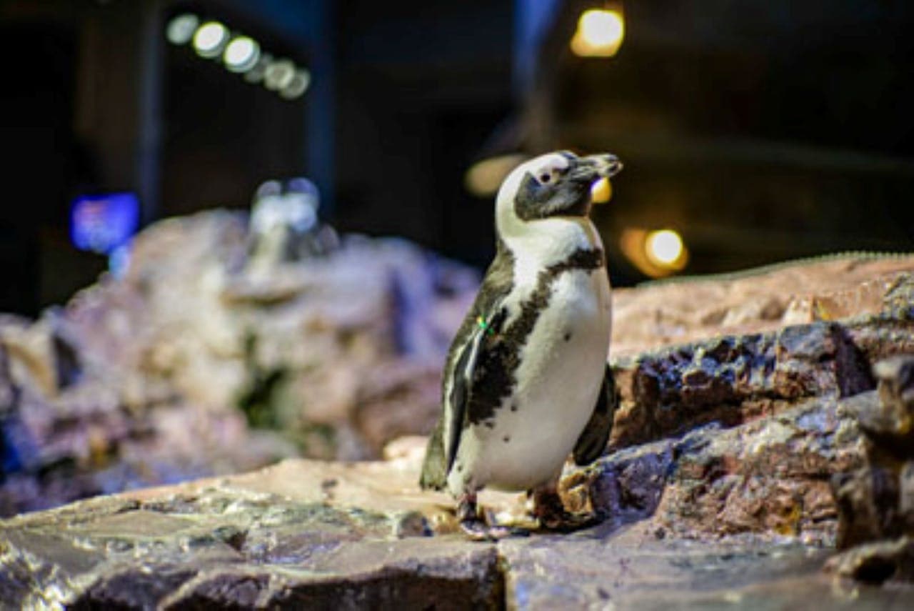 New England Aquarium Ticket – photo 5