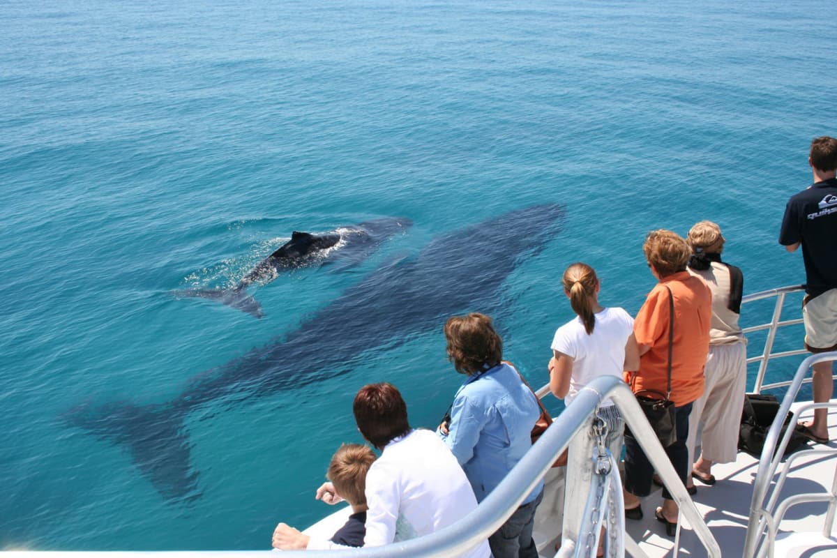 Moreton Bay Whale Watching