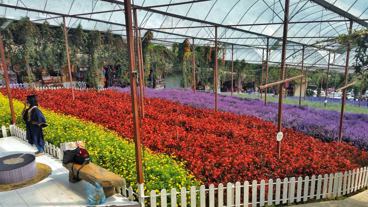Cameron Highlands Tour from Kuala Lumpur – photo 13