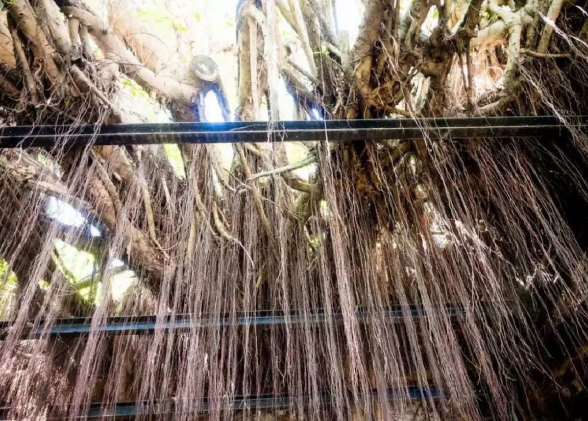Tainan Anping Tree House Tour