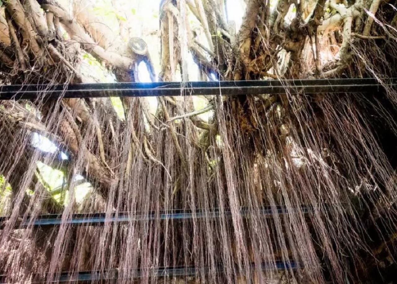 Tainan Anping Tree House Tour