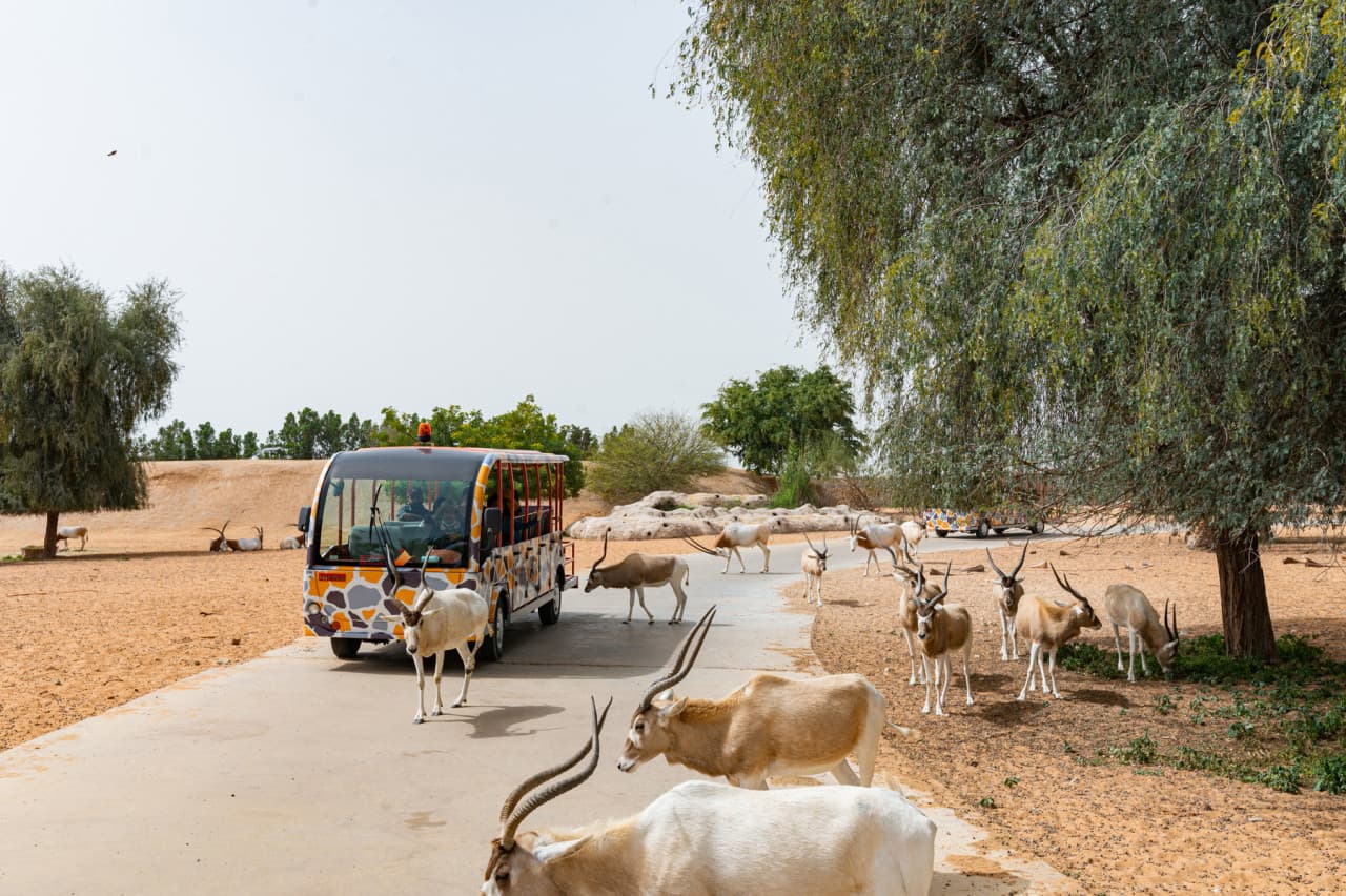 Dubai Safari Park Ticket – photo 4