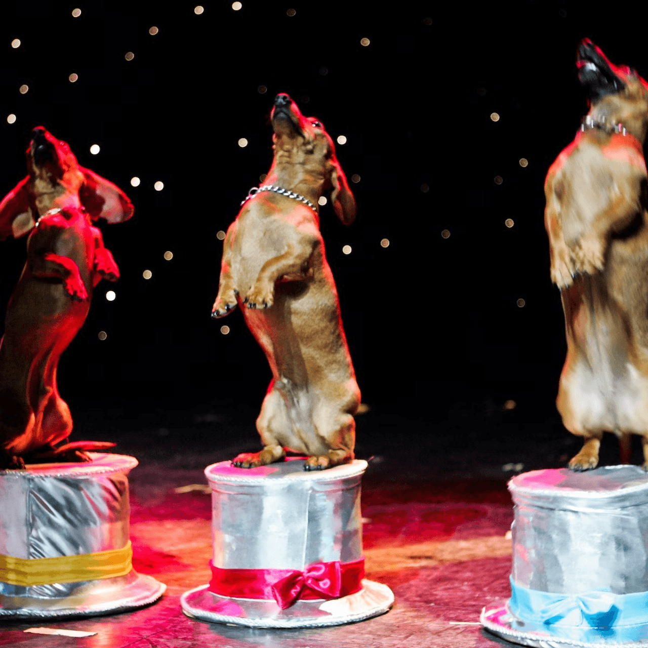 V Theatre Las Vegas - Popovich Comedy Pet Theatre
