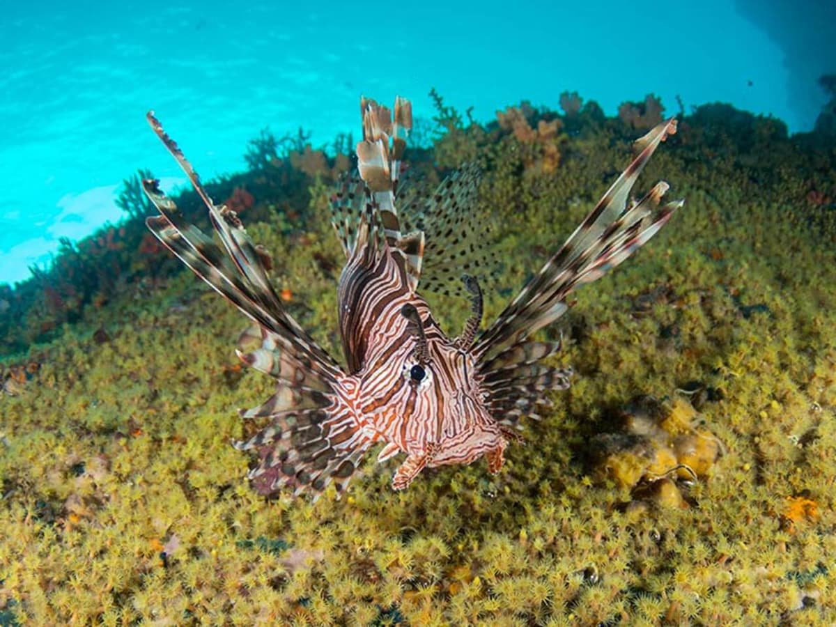 Okinawa Miyakojima Undersea Park