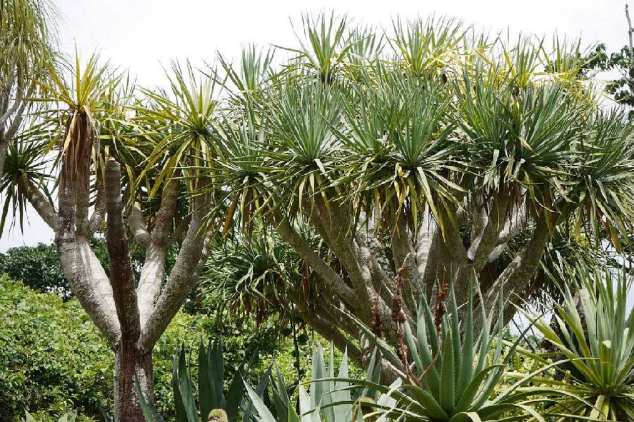 Okinawa Southeast Botanical Gardens