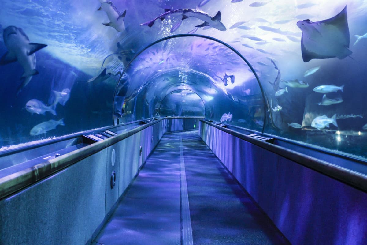 Go City San Francisco Explorer Pass: Save up to 50% on Attractions