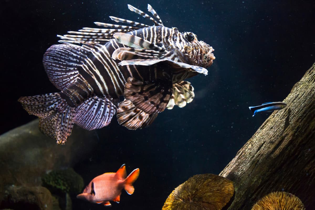SEA LIFE Munich Aquarium Ticket