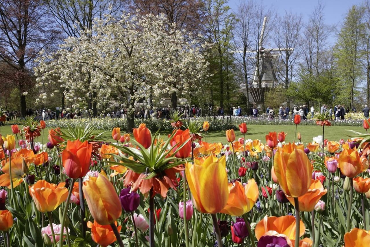 Keukenhof Gardens Ticket with Round Trip Bus Transfer from Amsterdam