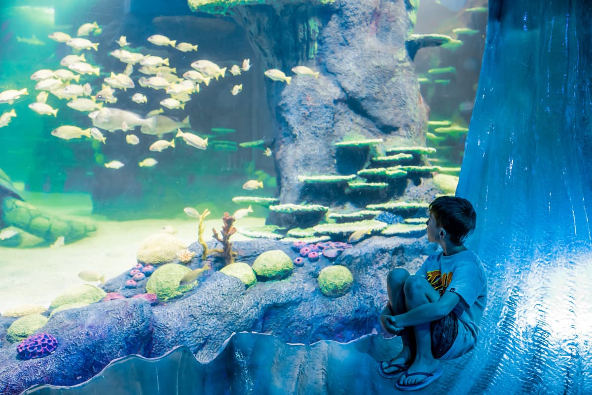 SEA LIFE Sydney Aquarium Direct Entry Ticket