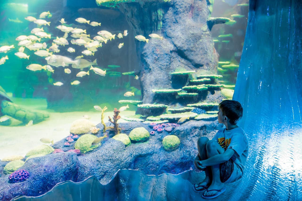 SEA LIFE Sydney Aquarium Direct Entry Ticket