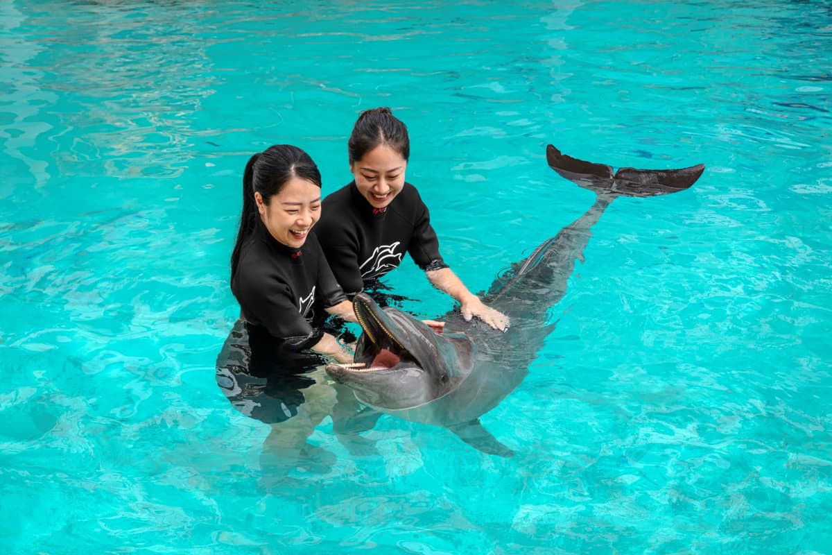 Dolphin Experiences at Marine Mammal Habitat Sentosa