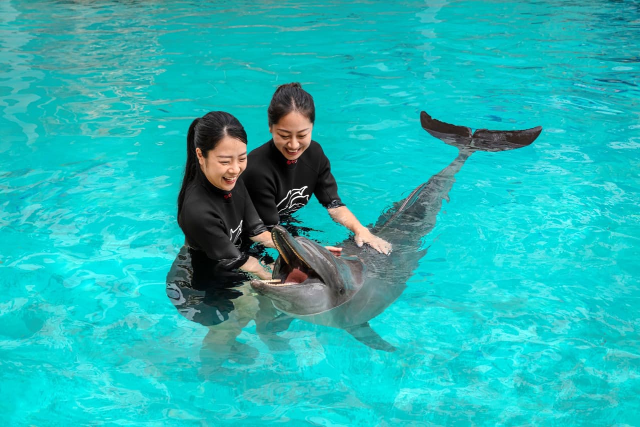 Dolphin Experiences at Marine Mammal Habitat Sentosa – photo 2