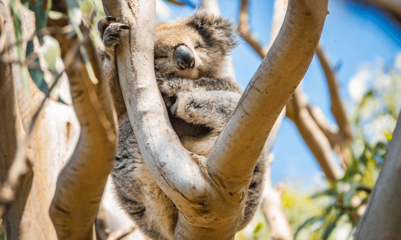 Great Ocean Road Tour from Melbourne – photo 34