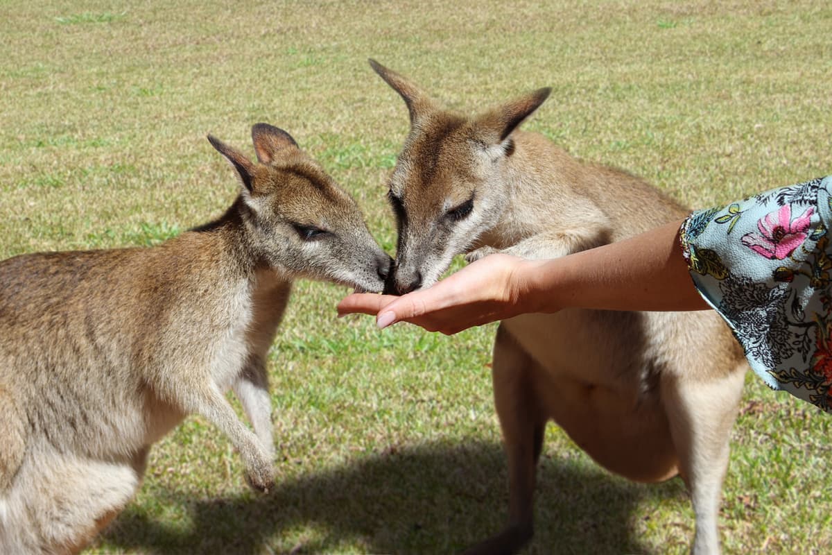 Full-Day Kuranda Tour with Skyrail Cableway, Scenic Railway and Rainforestation
