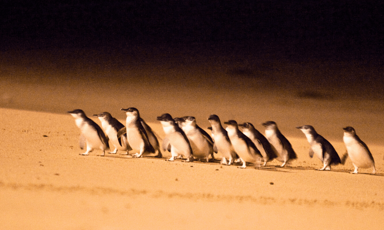 Penguins Express Tour from Melbourne – photo 10