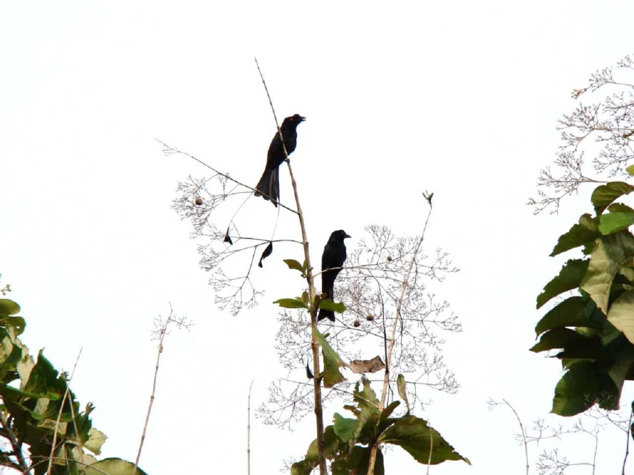 Desaru Coast Birdwatching Experience