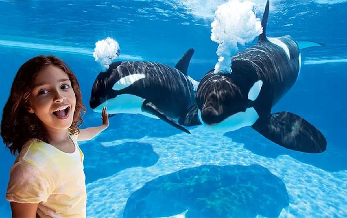SeaWorld Orlando Ticket: Direct Entry + Optional All-Day Dining Deal + Multi-Park Discount Ticket