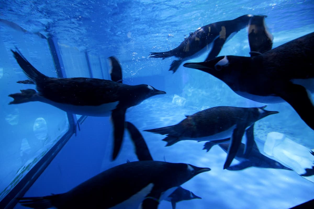 COMBO: SEA LIFE Bangkok Ocean World + Madame Tussauds Bangkok Tickets
