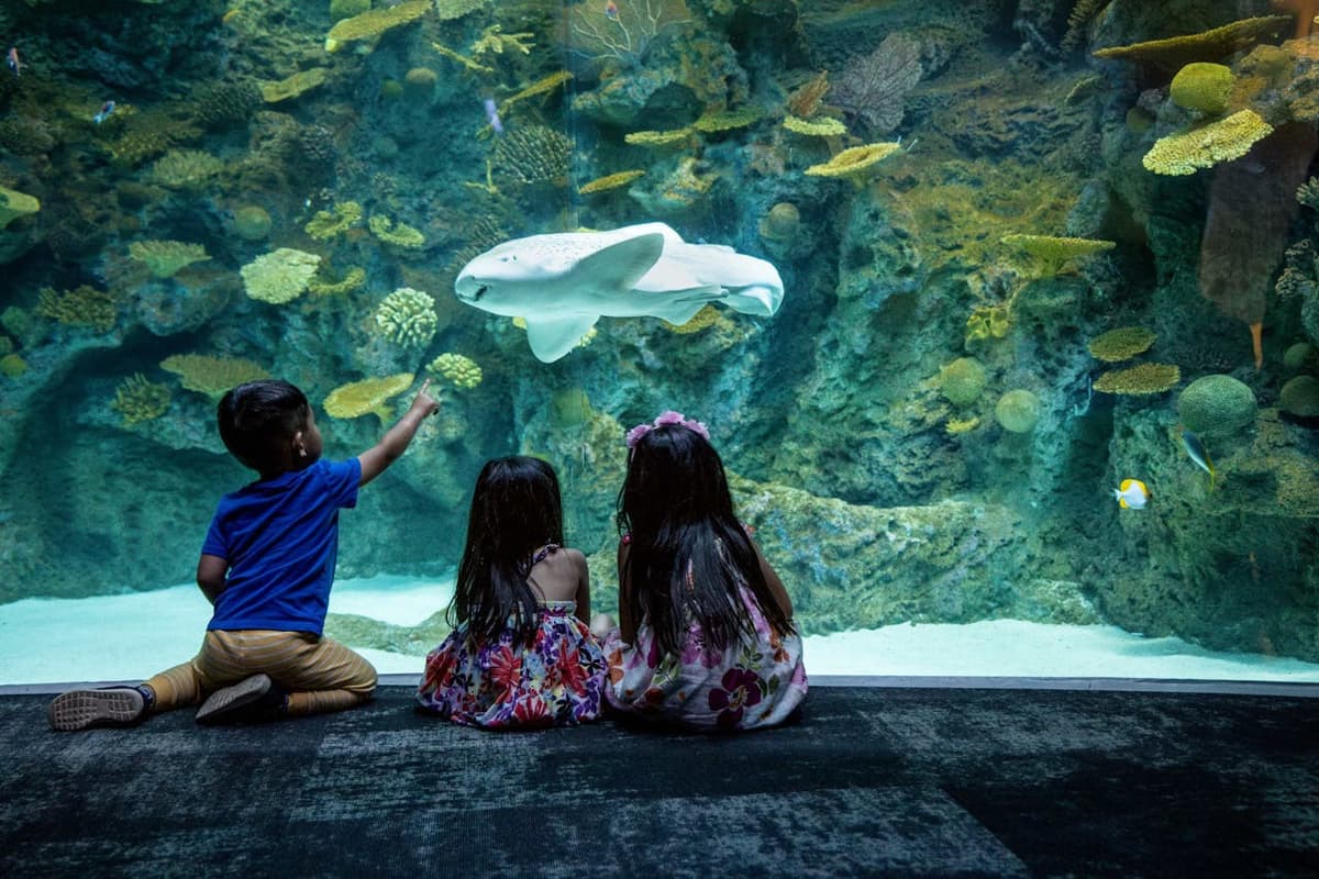 Seattle Aquarium Ticket