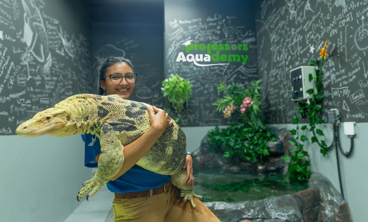 COMBO: The National Aquarium + Louvre Abu Dhabi Tickets