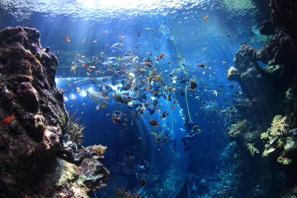 Go City San Francisco All-Inclusive Pass: Save up to 50% on Attractions