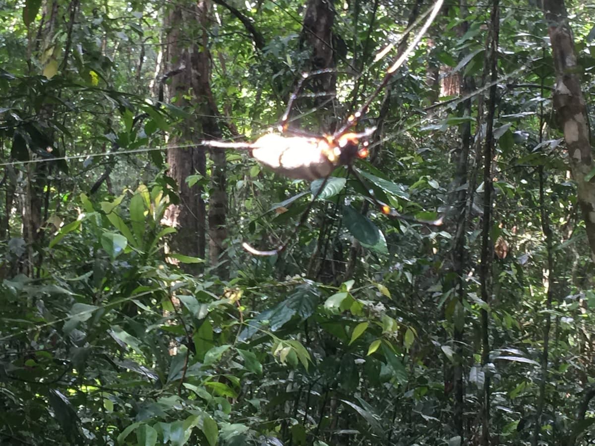 Angkor Temple Trekking Experience