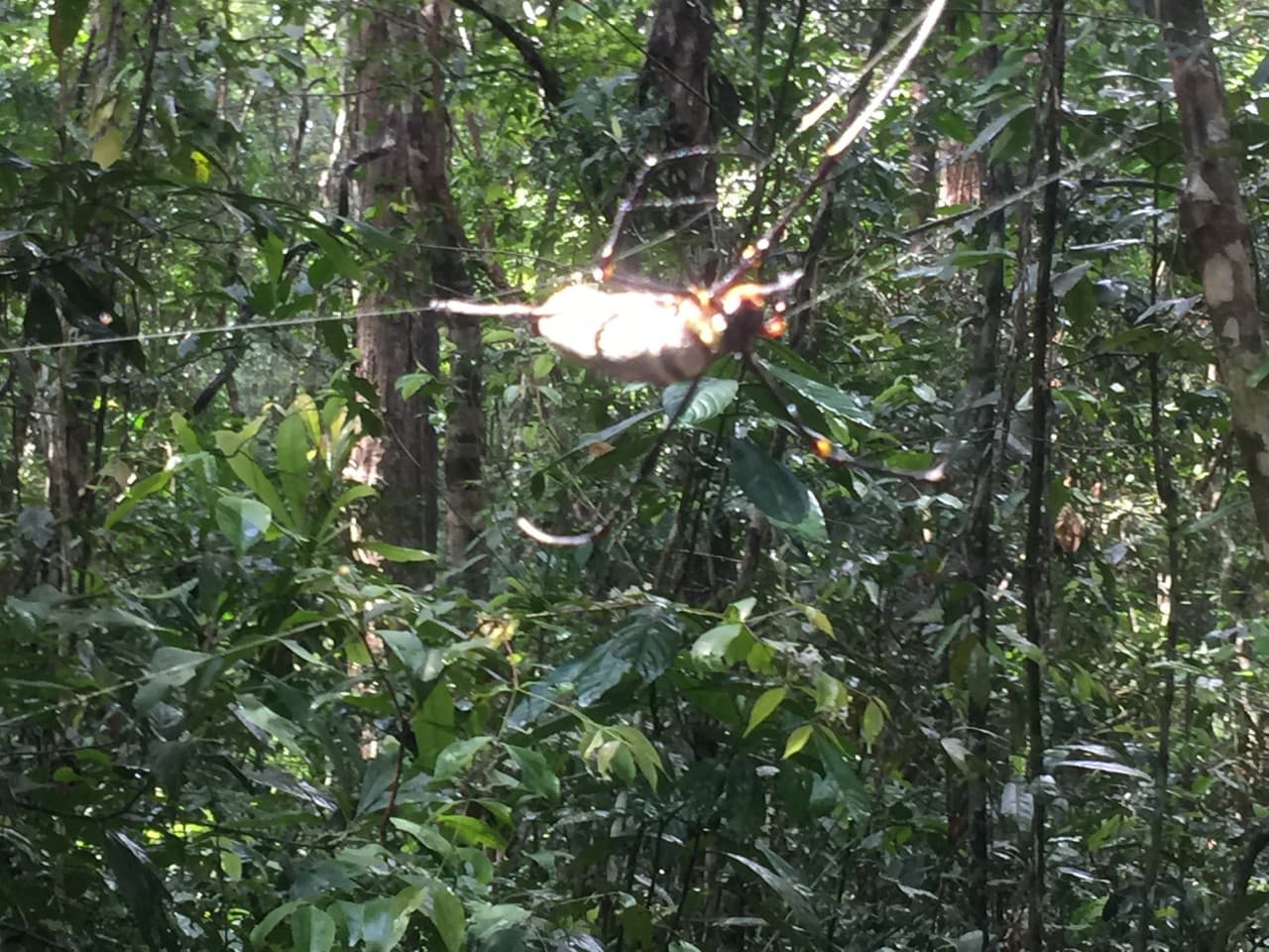 Angkor Temple Trekking Experience
