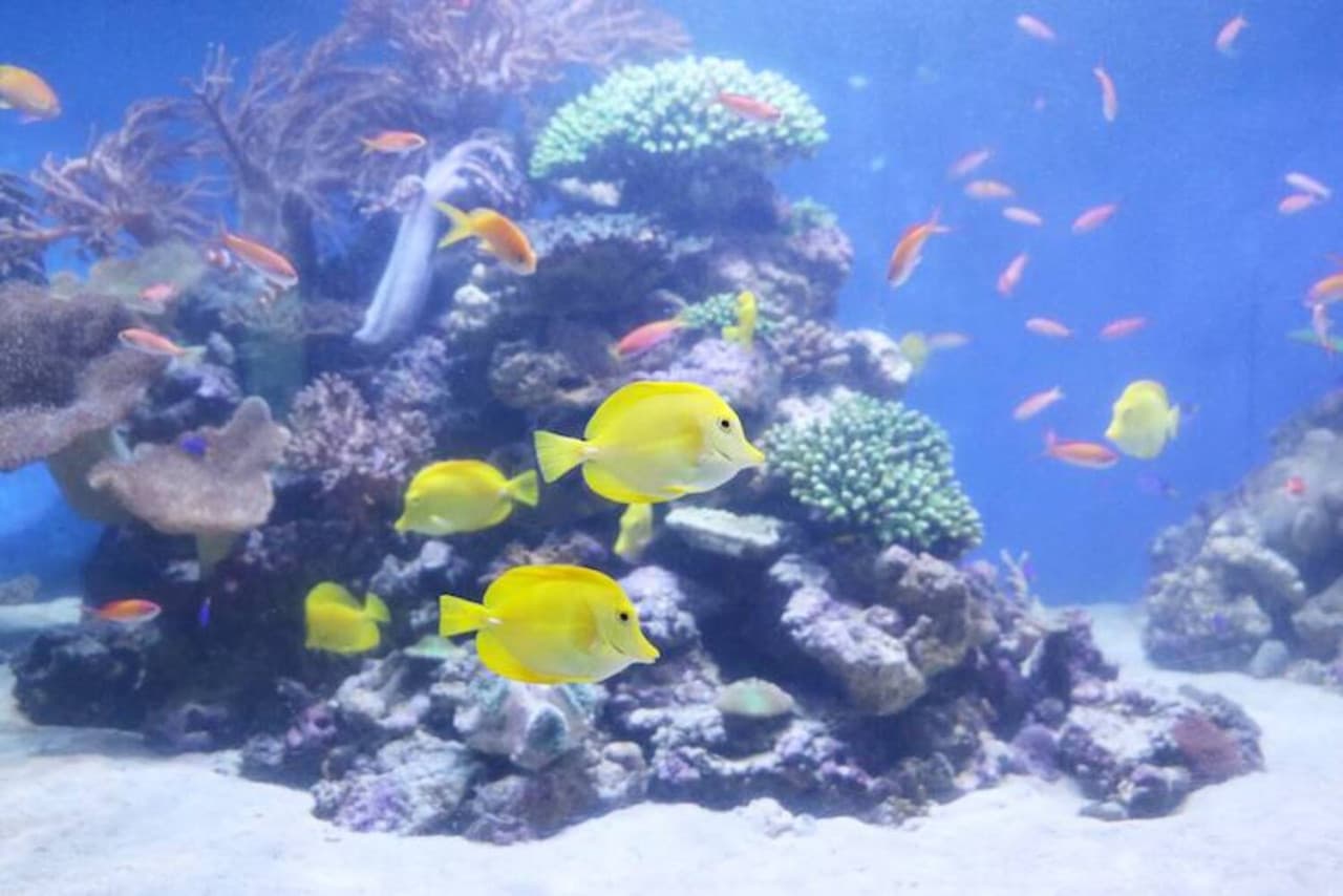 Yokohama Hakkeijima Sea Paradise Ticket – photo 10