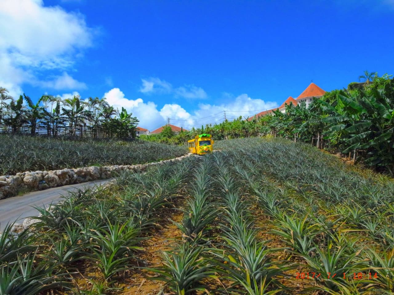 Okinawa Nago Pineapple Park – photo 4