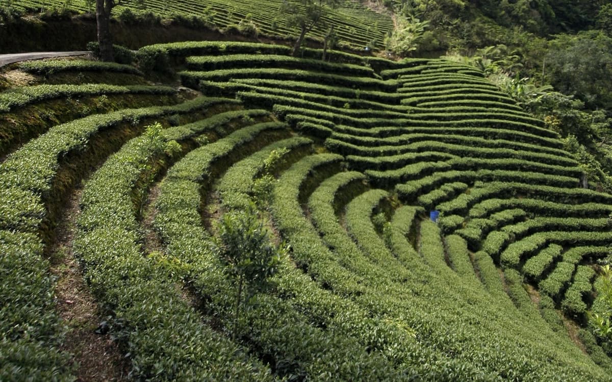 Thousand Island Lake and Pinglin Tea Plantation Tour