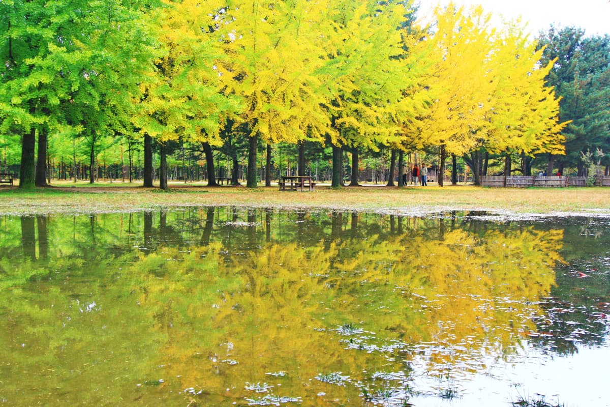 Nami Island, Mount Seorak, and Garden of Morning Calm Full-Day Tour from Seoul