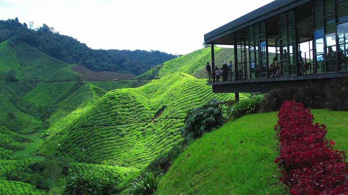 Cameron Highlands Tour from Kuala Lumpur