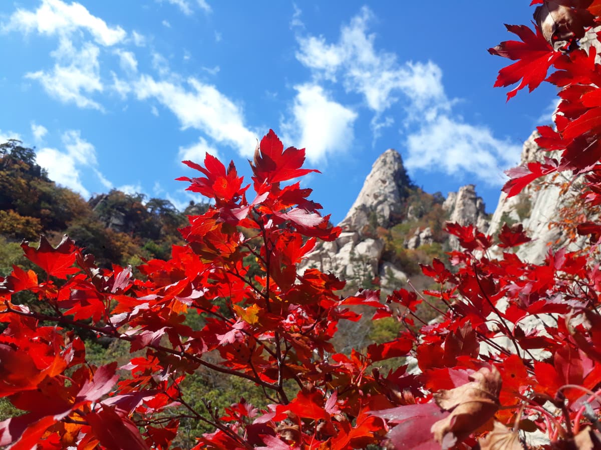 Nami Island and Mount Seorak Full-Day Tour from Seoul