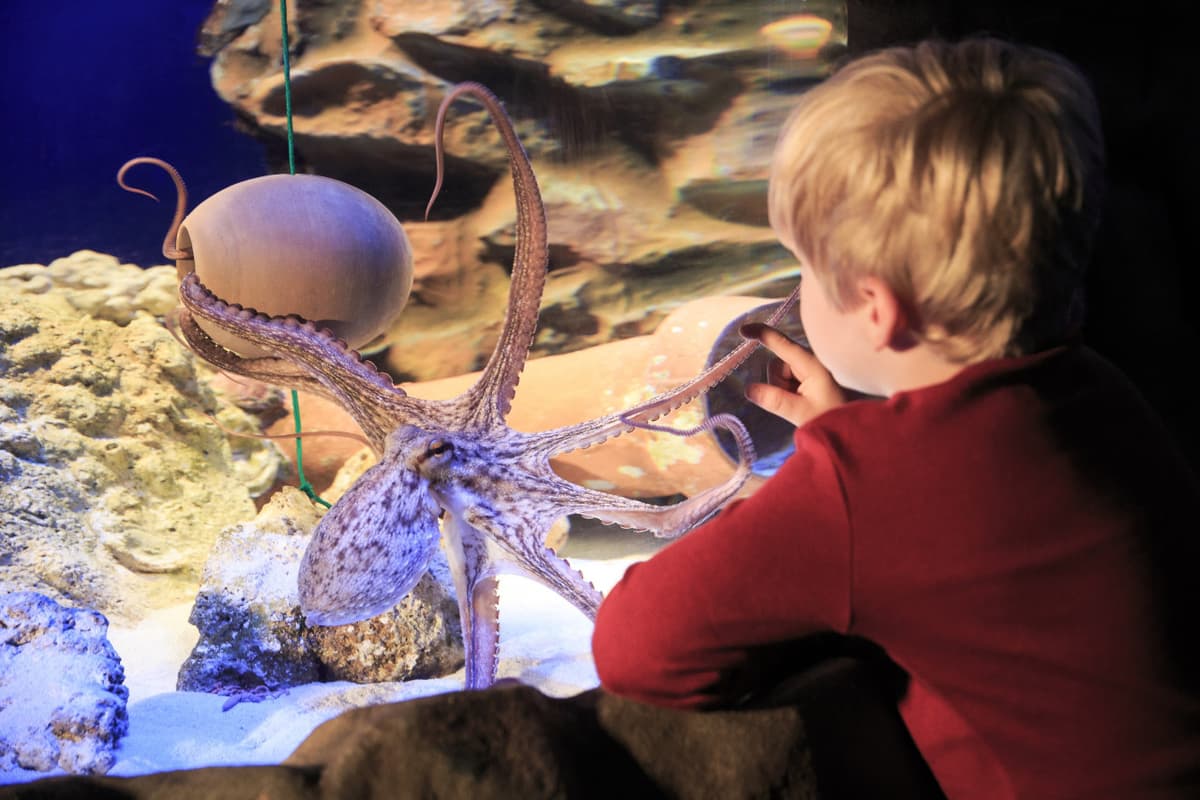 SEA LIFE Hannover Aquarium Ticket