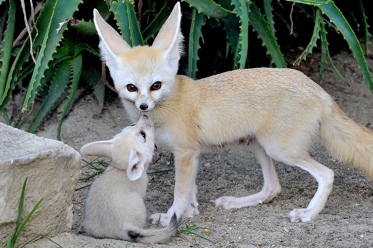 Bioparco: The Zoo of Rome