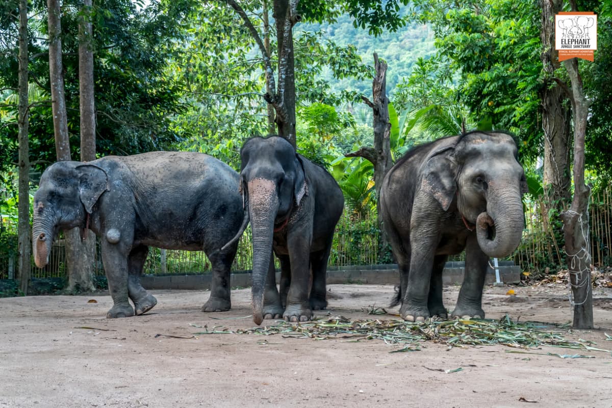 Elephant Jungle Sanctuary Koh Samui