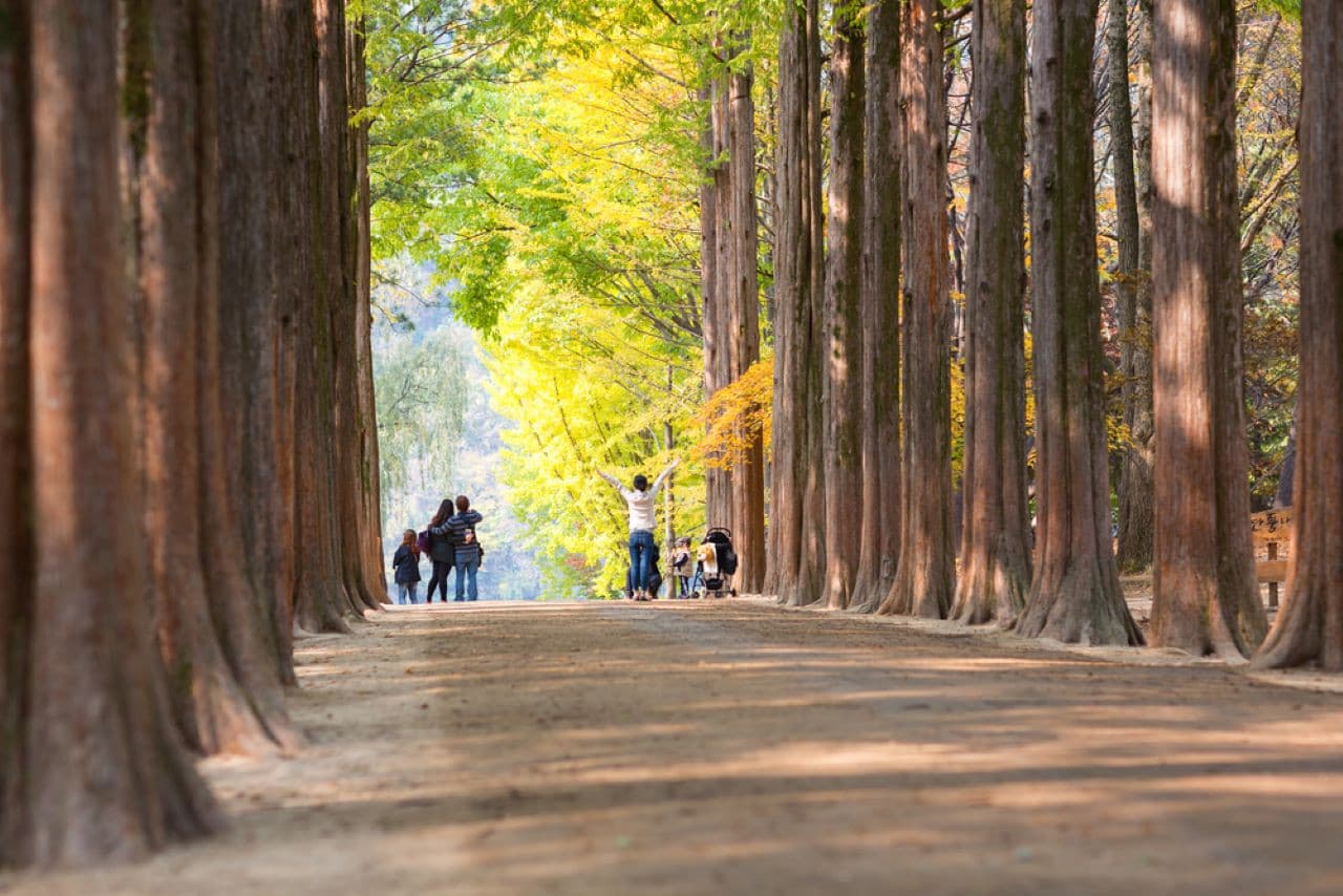 Alpaca World, Nami Island, and Garden of Morning Calm Tour from Seoul – photo 15