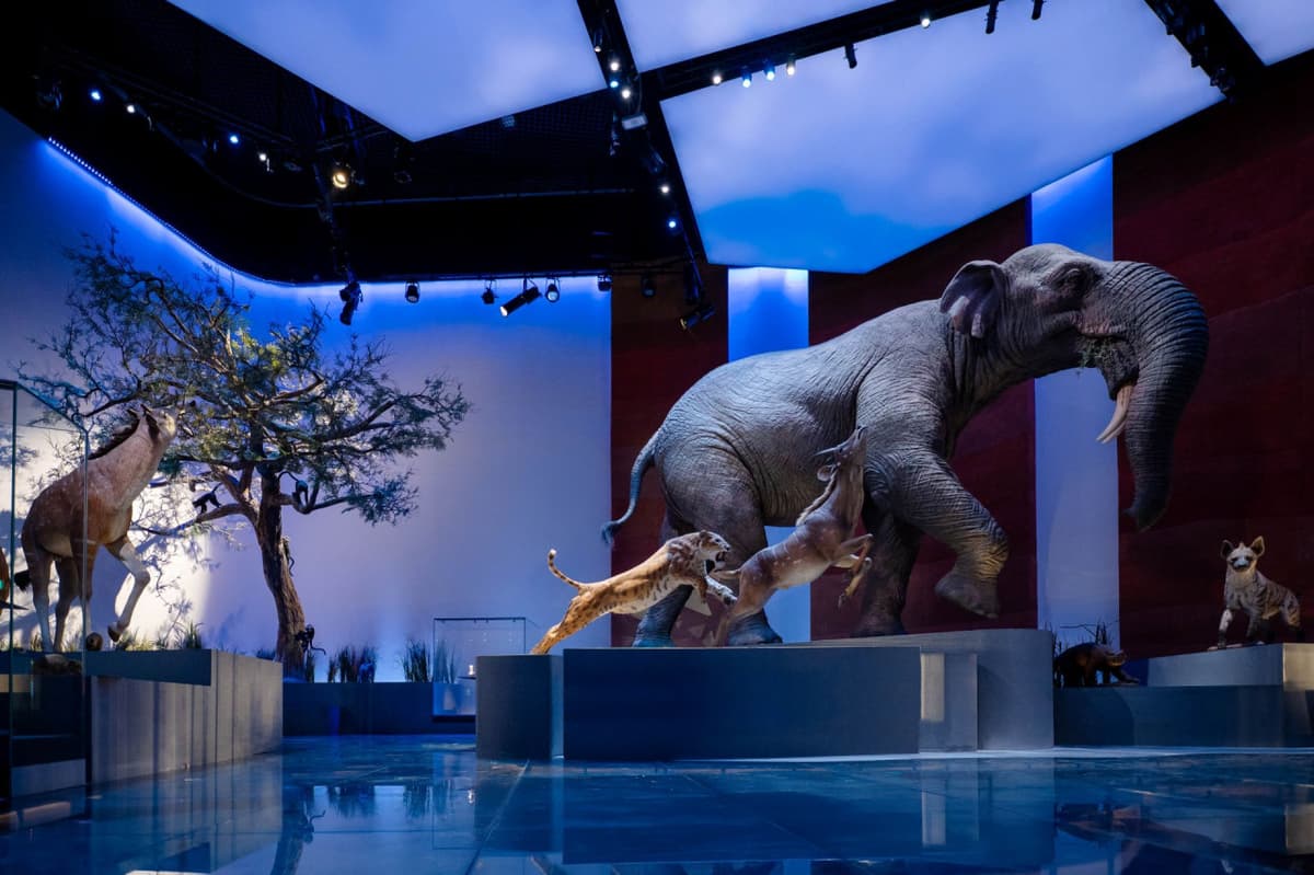 COMBO: Zayed National Museum + Natural History Museum Abu Dhabi Tickets