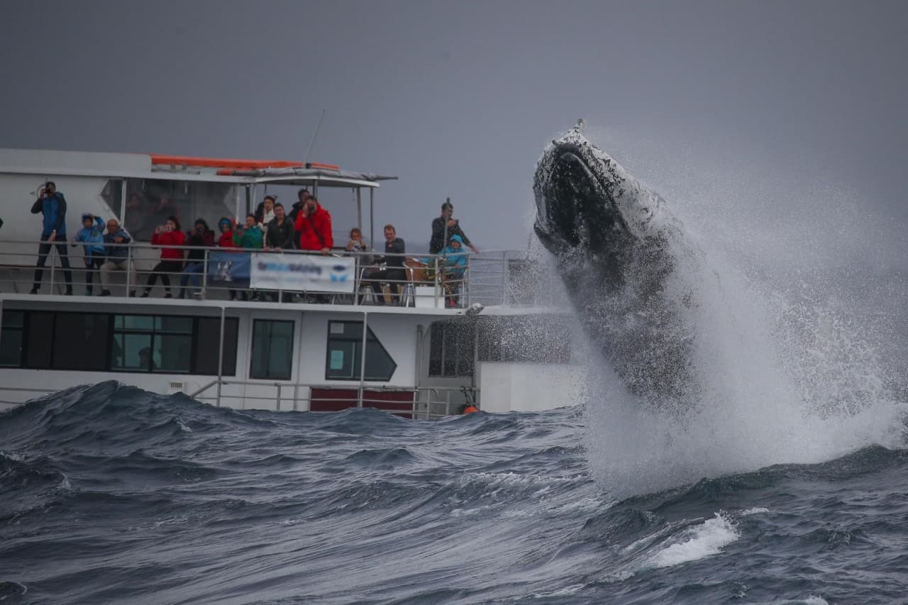 Sydney Whale Watching Cruise – photo 9