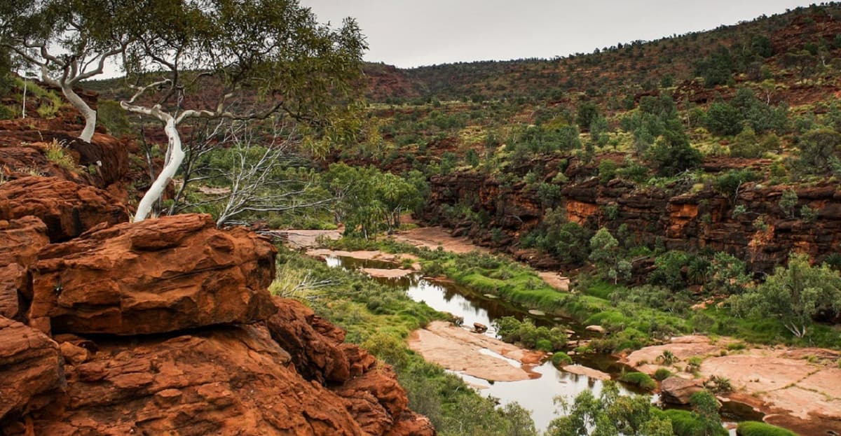 Palm Valley Outback Safari 4WD Tour