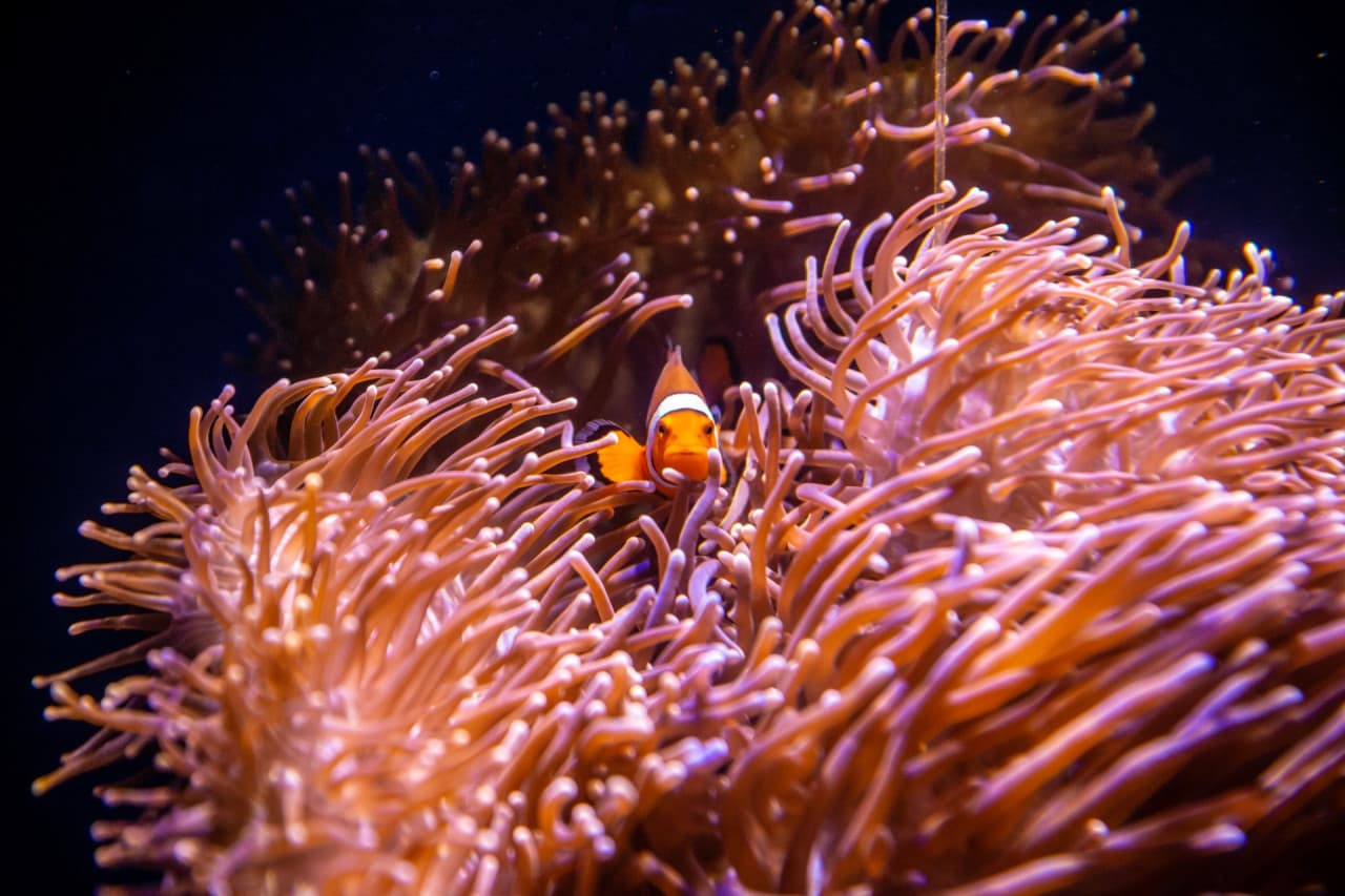 SEA LIFE Sydney Aquarium Direct Entry Ticket