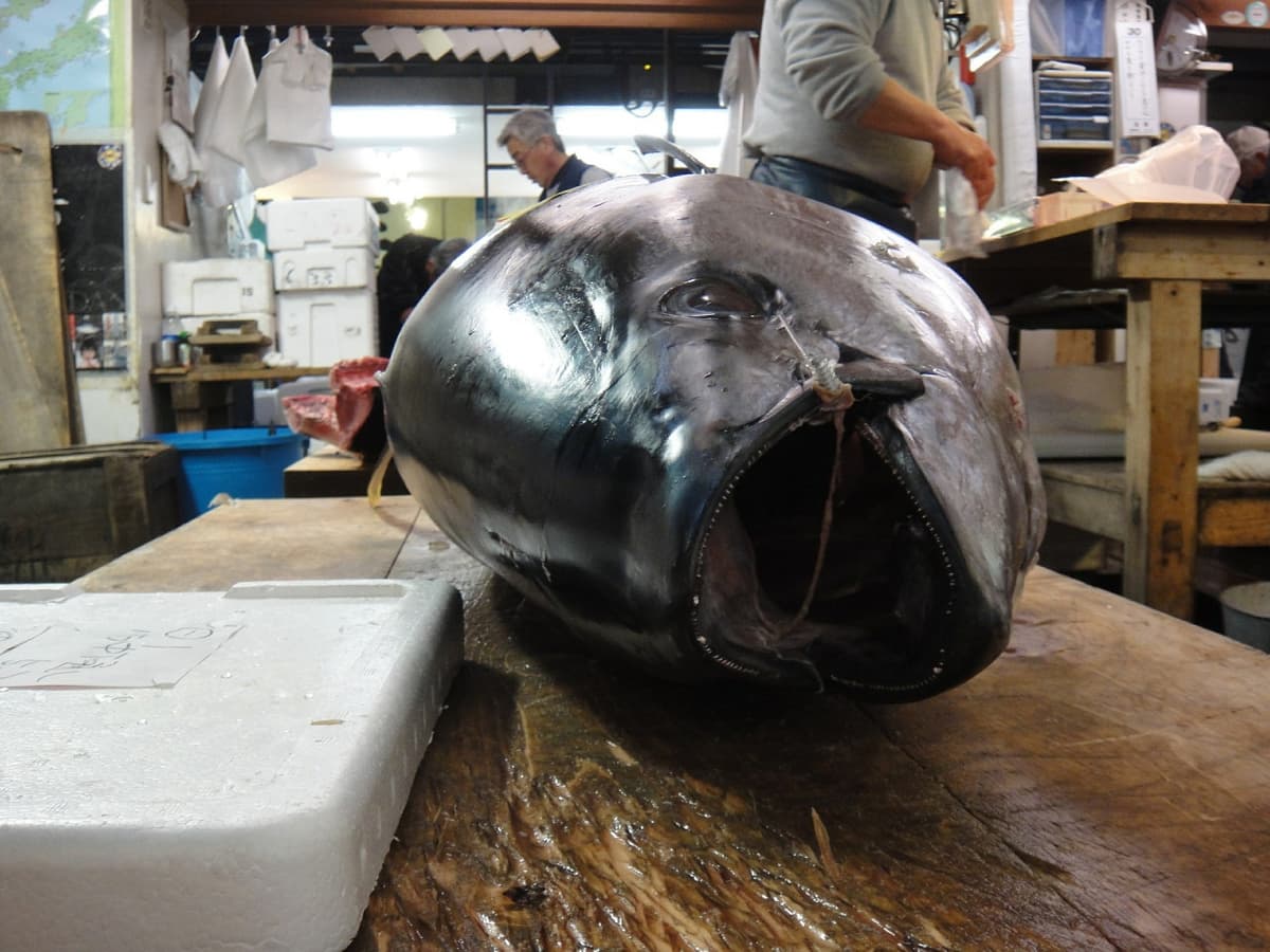 Tsukiji Outer Market Breakfast Tour