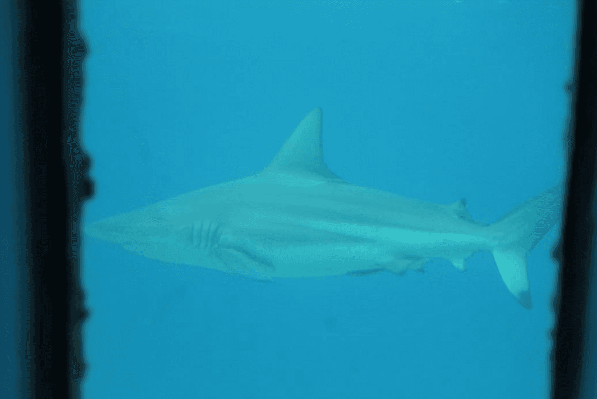 Okinawa Miyakojima Undersea Park