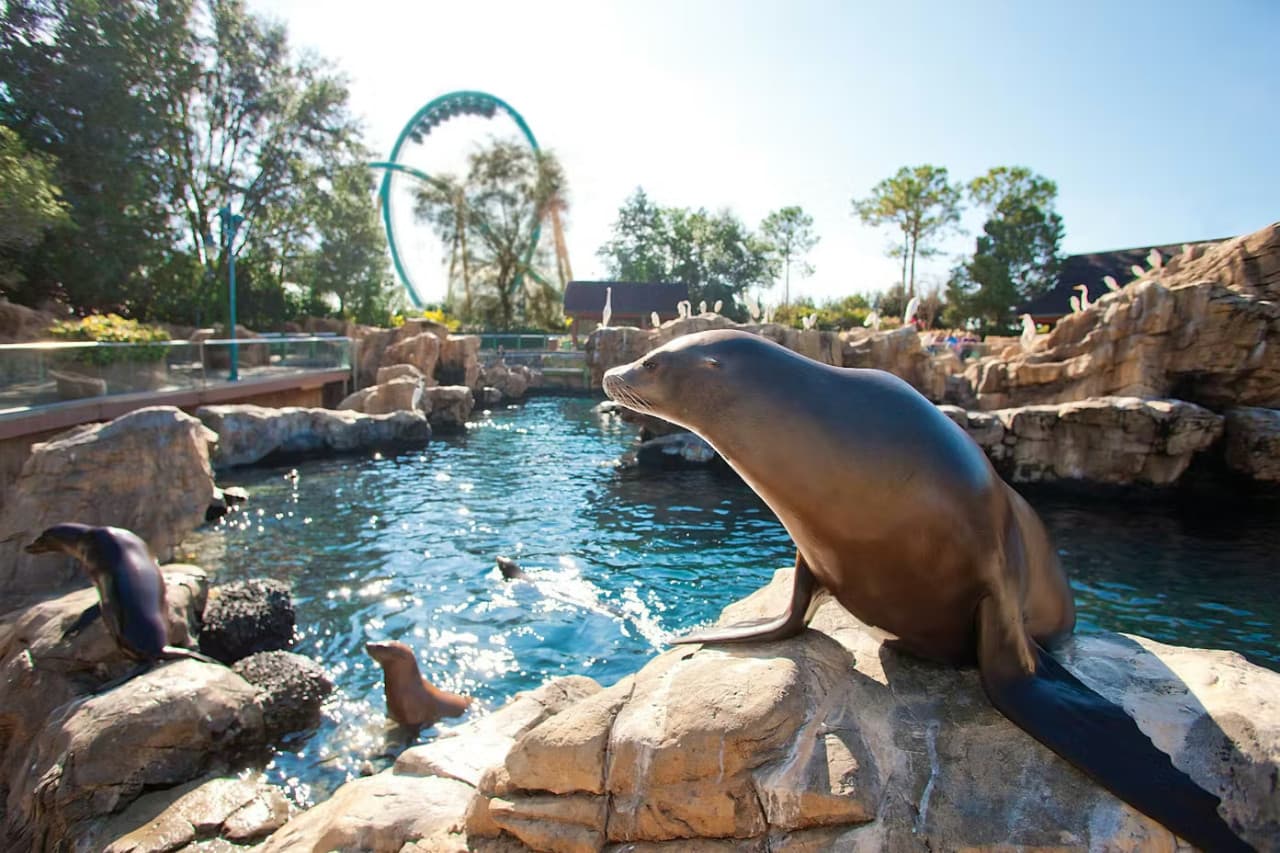 SeaWorld Orlando Ticket: Direct Entry + Optional All-Day Dining Deal + Multi-Park Discount Ticket – photo 14