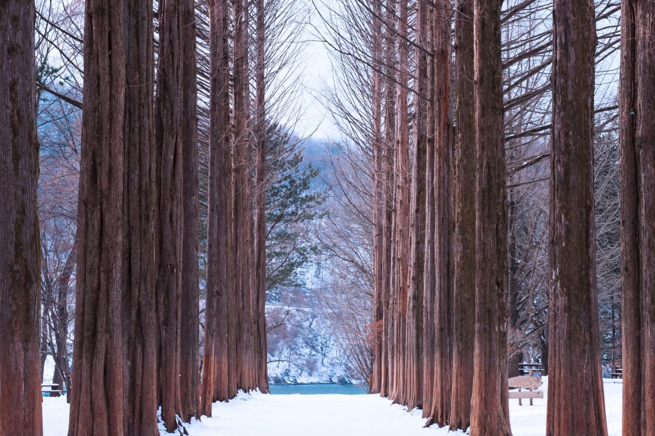 Vivaldi Park Ski World and Nami Island Full-Day Tour from Seoul – photo 6