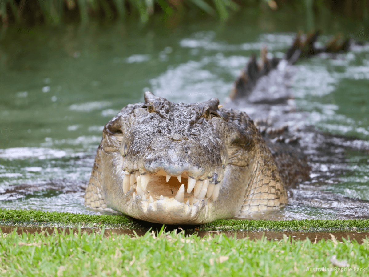 Australian Reptile Park