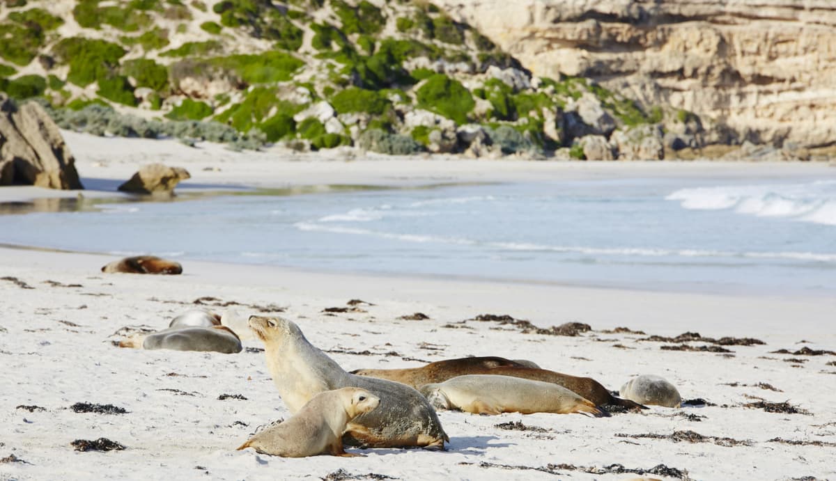 Kangaroo Island Tour from Adelaide