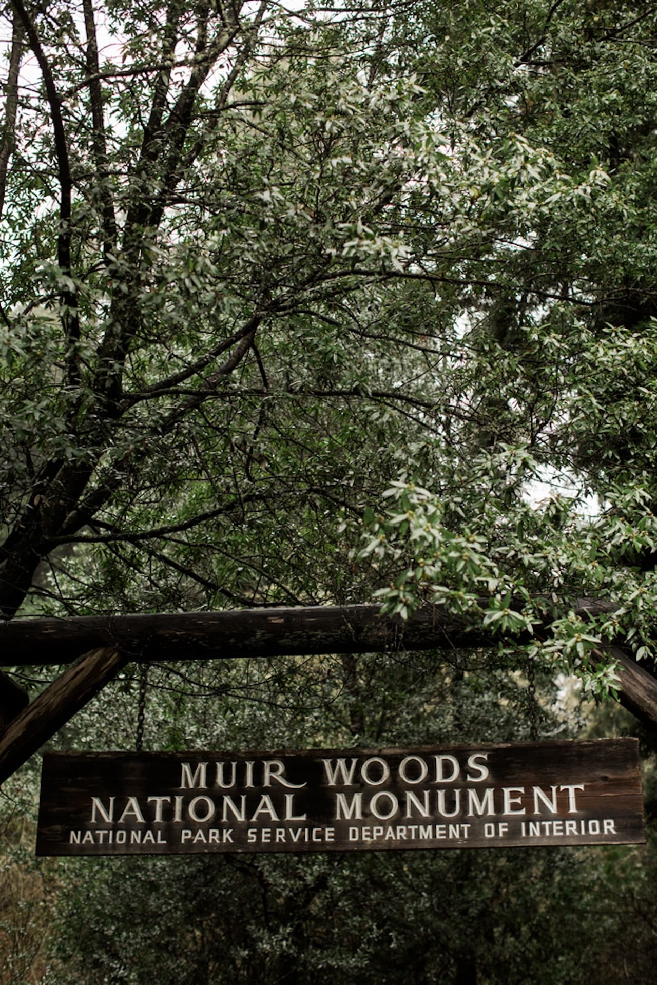 Muir Woods and Sausalito Tour from San Francisco – photo 4