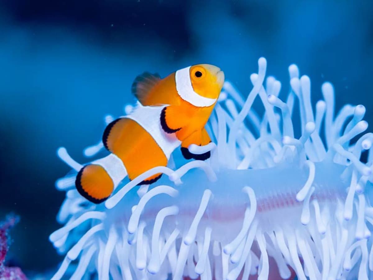 Okinawa Miyakojima Undersea Park